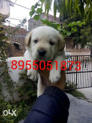 Heavy quality Labrador puppies only male puppies