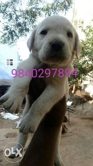 Heavy size heavy bone Fawn lab puppies for sale