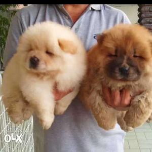 High and Top quality pups of Chow Chow, Bull Dog,
