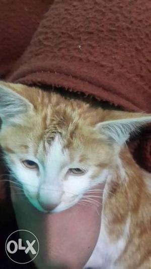 Home cat in golden and white combination. male...