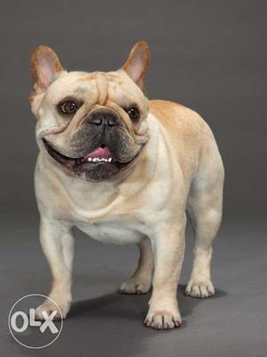 Humanity kennel:-123 french bull dog male female both sale