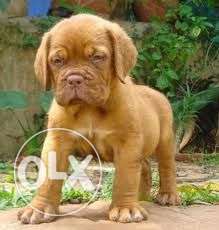 Humanity kennel:-FRENCH MASTIFF pup dog exclusive price
