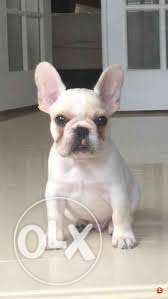 Humanity kennel:-French bull dog puppies sure quality so