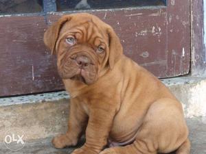 Humanity kennel:-french MASTIFF 100% guranted sell for u