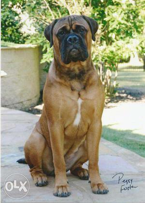 Humanity kennel:-french MASTIFF greatfull quality with kci