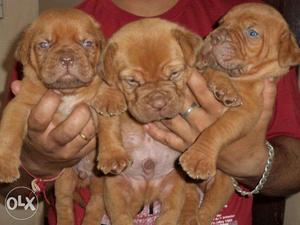Humanity kennel:-french MASTIFF very independent puppies////