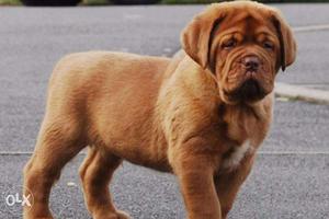 Humanity kennel:-french bull dog & mastiff sell in