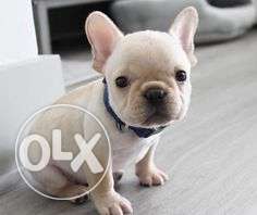 Humanity kennel:-french bull dog puppy very active and