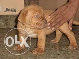 Humanity kennel:-french mastiff male puupie for sale in low
