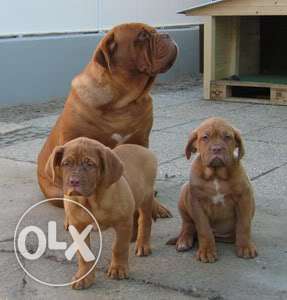Humanity kennel:-french mastiff male working gudd puppies