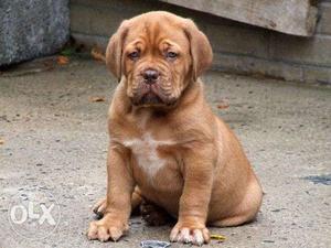 Humanity kennel:-french mastiff puppies male independent