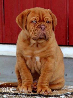 Humanity kennel:-french mastiff very healthy and active