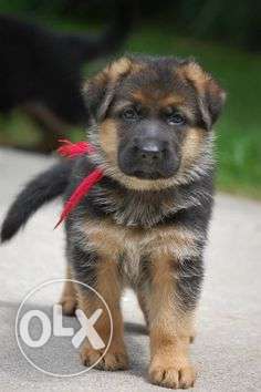 Humanity kennel:-jerman sheferd and british bull dog pup 4