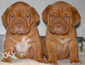 Humanity kennel:-lovely french mastiff pup dog urgent sale