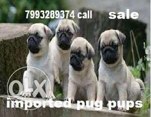 Hutch pug pups american imported double boned double sized