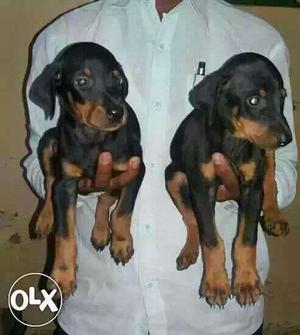 Hydrabad':-- Affectionta Dog's" All Puppeis Pets