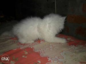 I Am selling my parsain punch face female cat