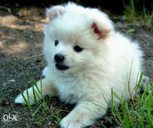 I want Spitz Puppy