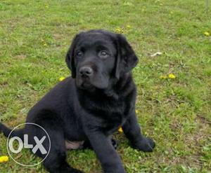 I want to black lab femel age 2 month. nd good
