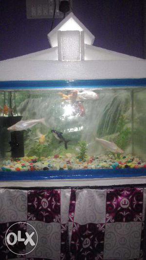 I wants to sell my aquarium...with beautiful