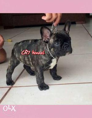 Import french bulldog#878 only bulldog loverz can