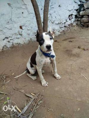 Imported Good quality pit bull 4month puppy female