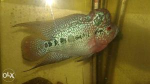 Imported White Pink And Black Flowerhorn Cichlid