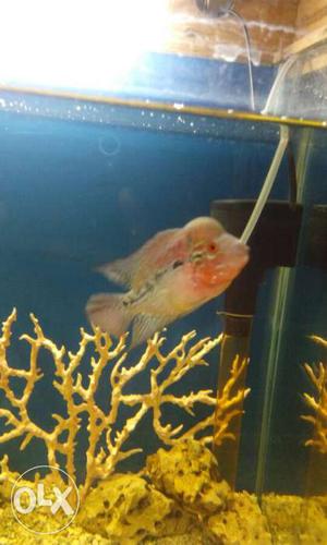 Imported long body flowerhorn for sale at cheap