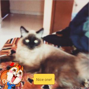 It is Himalayan male cat one year old desciplined