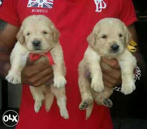 Jablpur':-- Mus Colour Dog's" All Puppeis Pets
