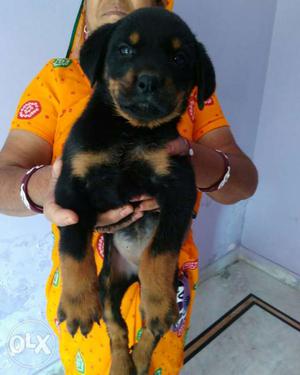 Jaipur - All Puppeis Available at Dogshub