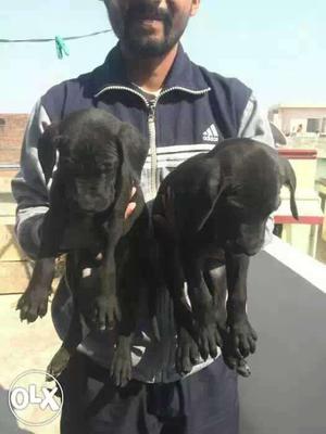 Jaipur:-- Black Dog's" All Puppeis Pets Deal