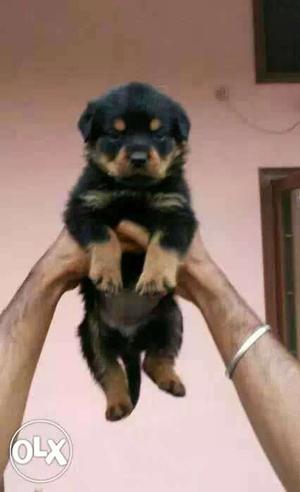 Jaipur':-- Plyaful Dogs" All Puppeis Pets Deal