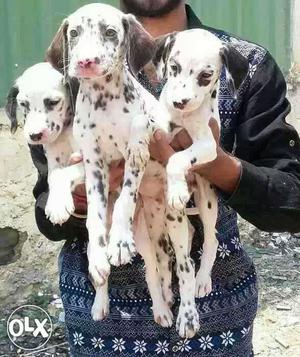 Jamnagar:-- Eager To Work Dog's" All Puppeis Pets