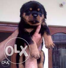 January offer Rottweiler female puppy with papers call us