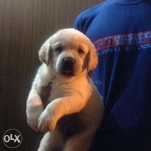 KCI Register Labrador Puppies Available