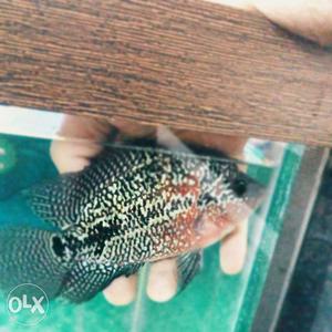 Kamfa flowerhorn available for sale