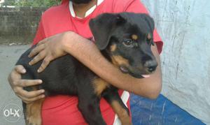 Kci rottweiler male 3 puppys with certificate and