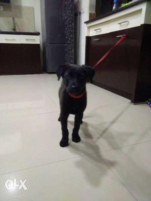 L sell my labrador puppy male black colour 2months old pure