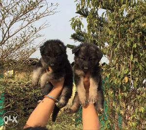 Lab and German shepherd puppy available