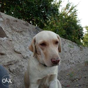 Lab female 1 years old fix prise