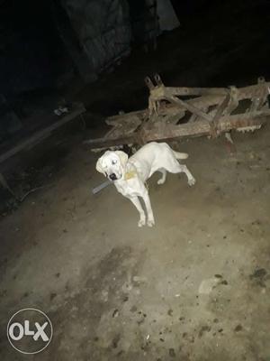 Lab female sell and exchange with any breed nall