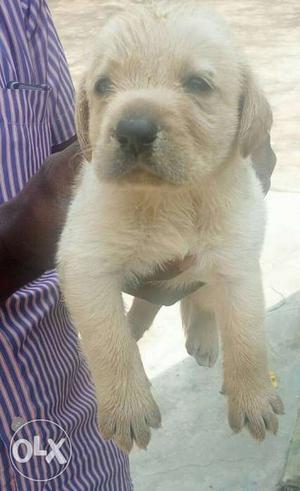 Lab male female available