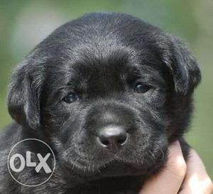 Lab puppy for sale call