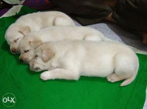 Lab pups cream colour male and female