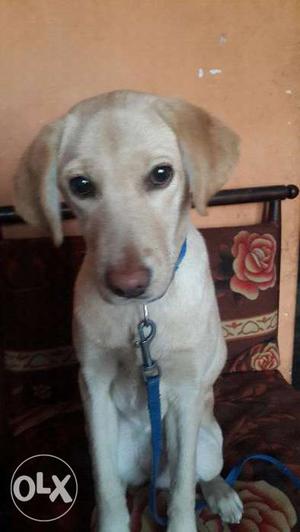Labrador 4 month baby in just rs