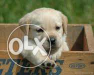 Labrador Cream Puppy For Sell