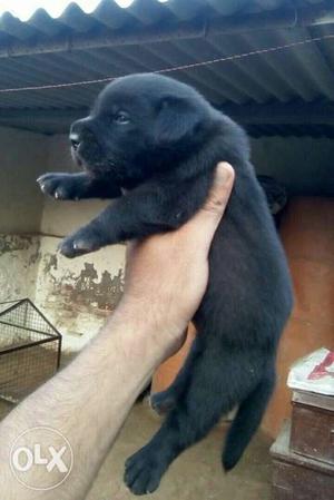 Labrador black male pup age 1 month old available
