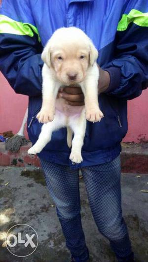 Labrador fawn colour puppies available security
