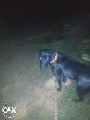 Labrador female 8months old very active and